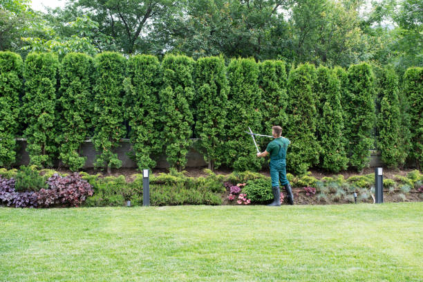 Reliable Benton Harbor, MI Tree Removal and Landscaping Services Solutions